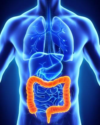 AdobeStock_78917517 WEB Anatomie .jpeg